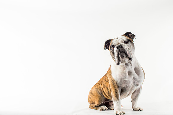Mac the Bulldog November 2017-3